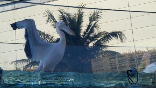 サンシャイン水族館