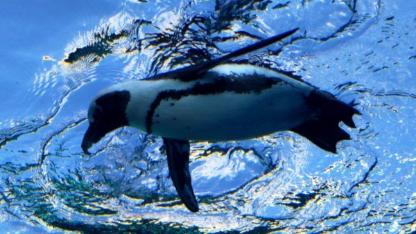 サンシャイン水族館