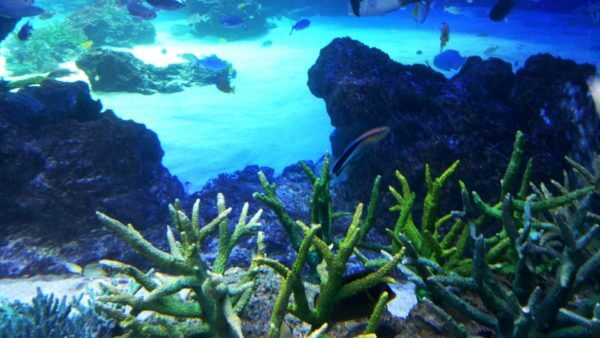サンシャイン水族館