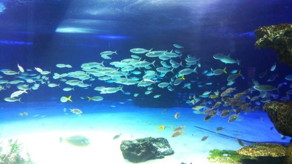 サンシャイン水族館