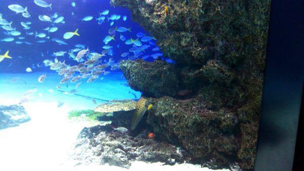 サンシャイン水族館