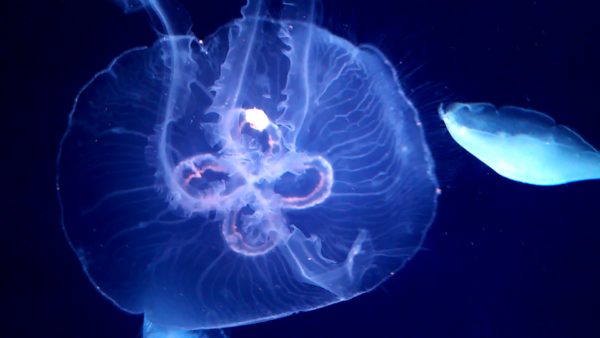 サンシャイン水族館