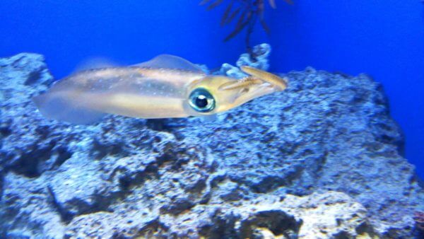 サンシャイン水族館