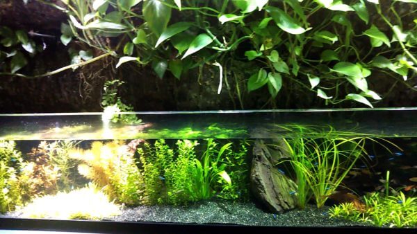 サンシャイン水族館