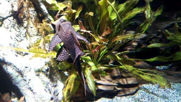 サンシャイン水族館