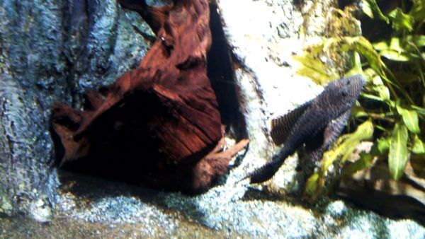 サンシャイン水族館