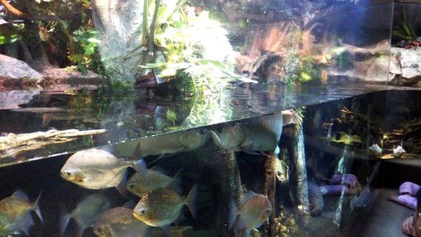 サンシャイン水族館