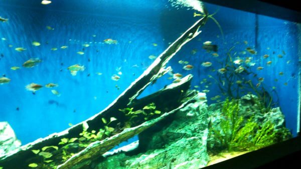 サンシャイン水族館