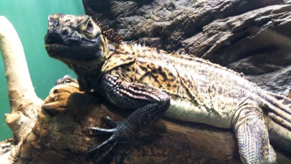 サンシャイン水族館