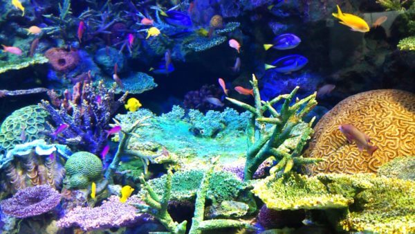 サンシャイン水族館