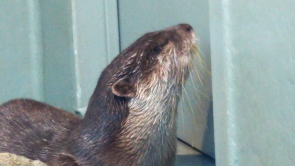 サンシャイン水族館