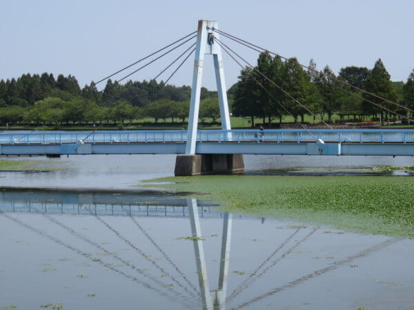 葛飾区金魚展示場
