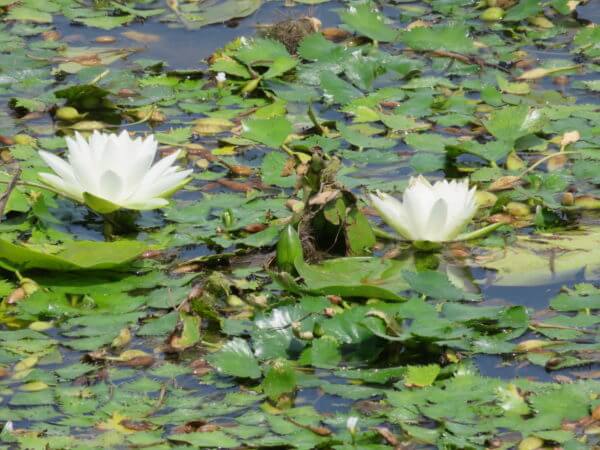 葛飾区金魚展示場