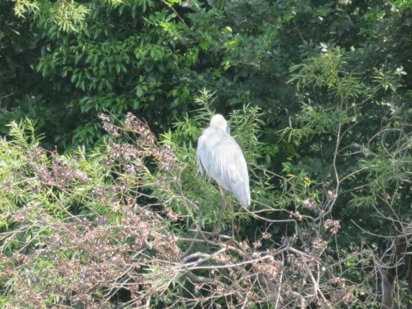 葛飾区金魚展示場