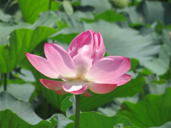 葛飾区金魚展示場