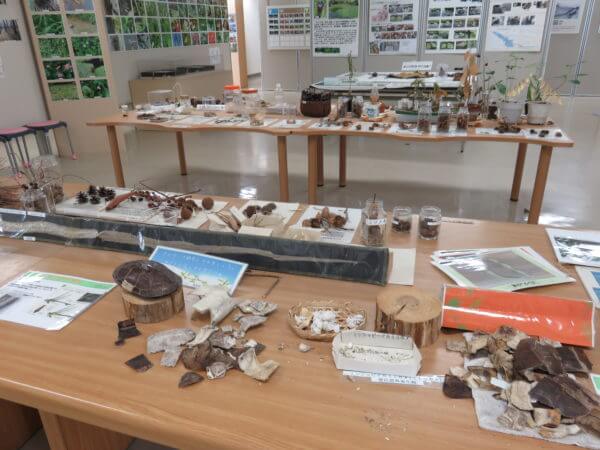 葛飾区金魚展示場