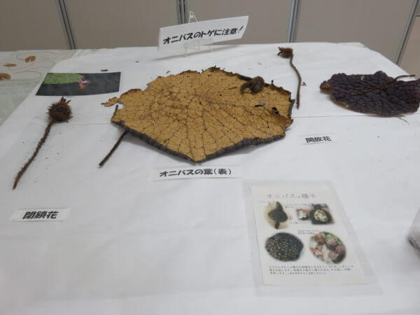 葛飾区金魚展示場