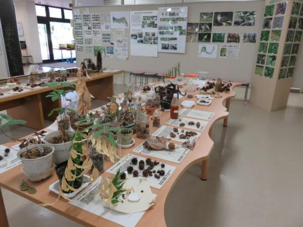 葛飾区金魚展示場