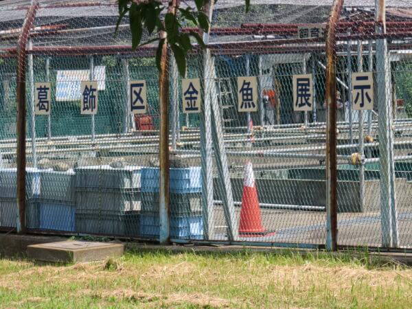葛飾区金魚展示場