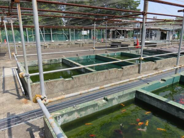 葛飾区金魚展示場