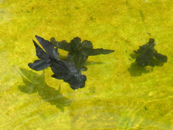 葛飾区金魚展示場