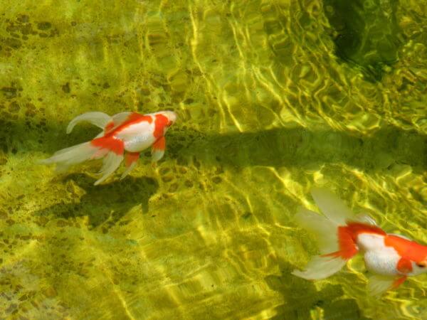 葛飾区金魚展示場