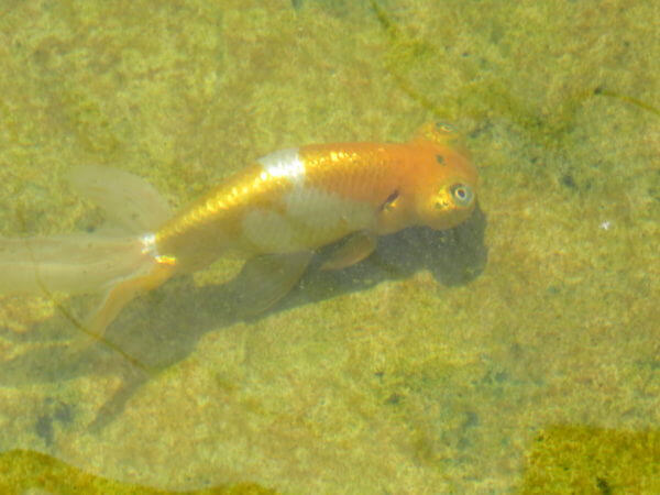 葛飾区金魚展示場