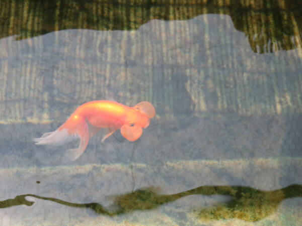 葛飾区金魚展示場