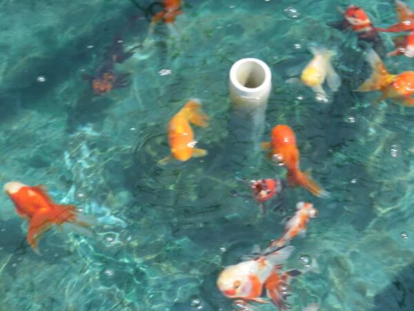 葛飾区金魚展示場