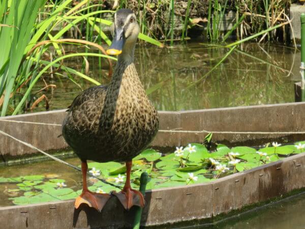 葛飾区金魚展示場