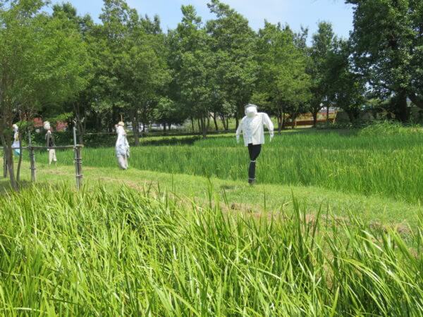 葛飾区金魚展示場