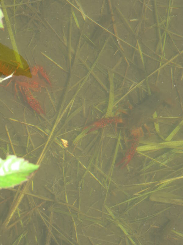 葛飾区金魚展示場
