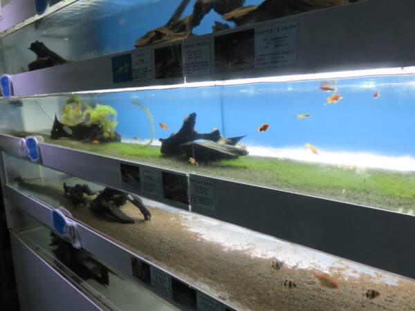 東京タワー水族館