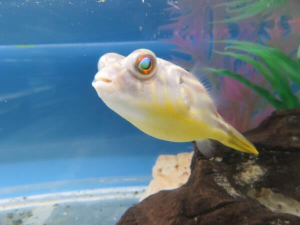 東京タワー水族館