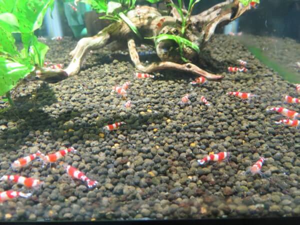 東京タワー水族館