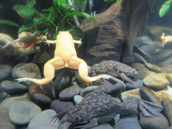 東京タワー水族館