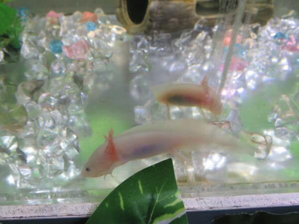 東京タワー水族館