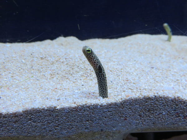東京タワー水族館