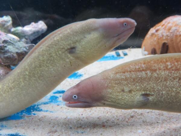 東京タワー水族館