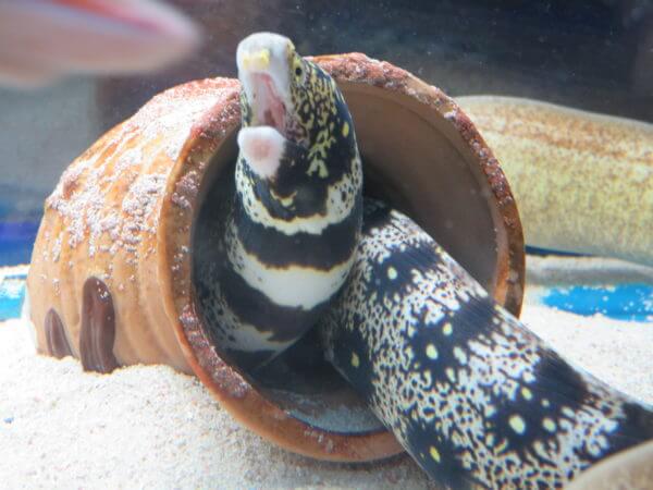 東京タワー水族館