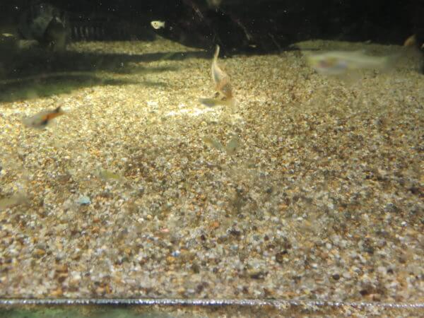 東京タワー水族館