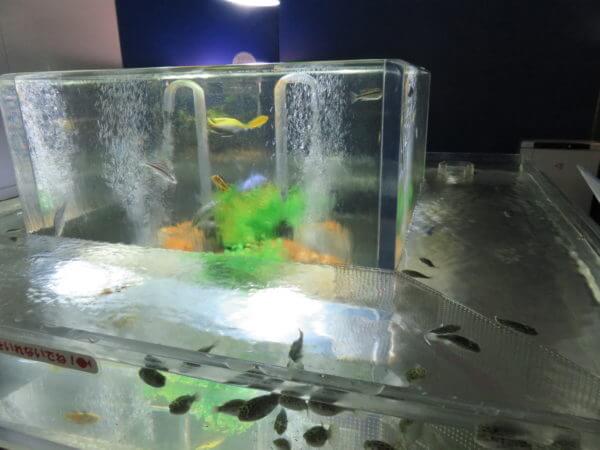 東京タワー水族館