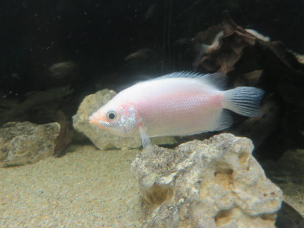 東京タワー水族館