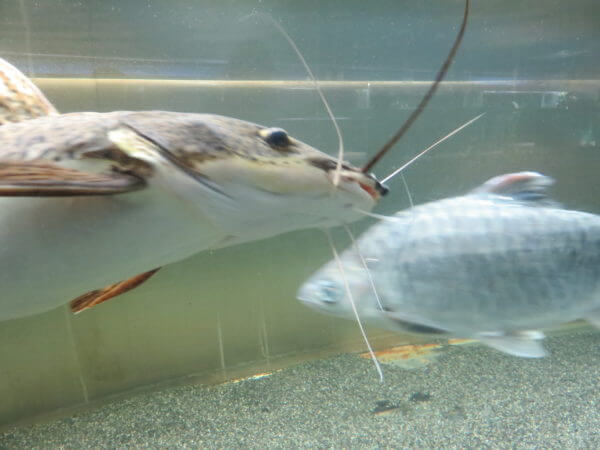 東京タワー水族館