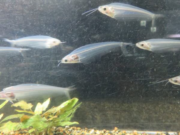 東京タワー水族館