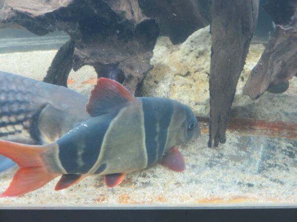 東京タワー水族館