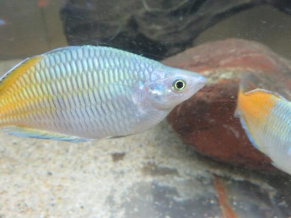 東京タワー水族館