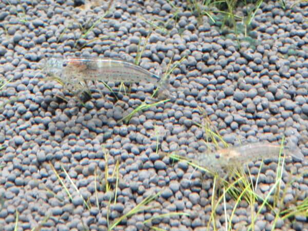 東京タワー水族館