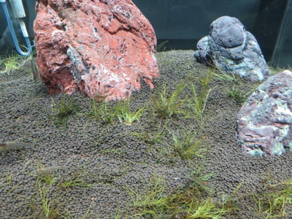 東京タワー水族館