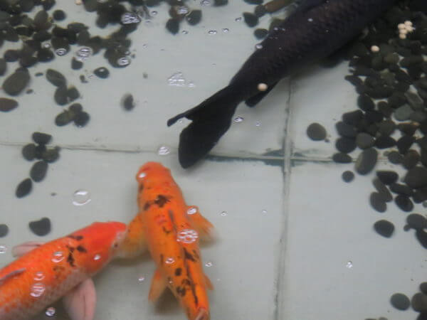 東京タワー水族館